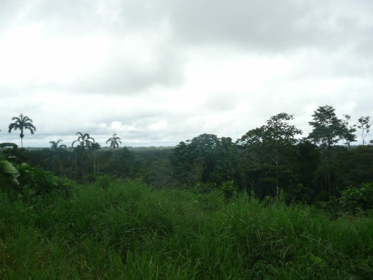 Des arbres à perte de vue