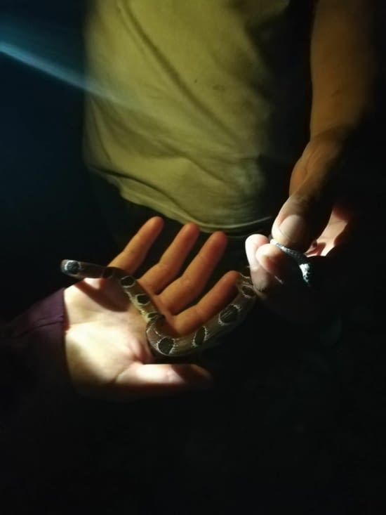 Le petit préfèré d'Angela, un bébé anaconda