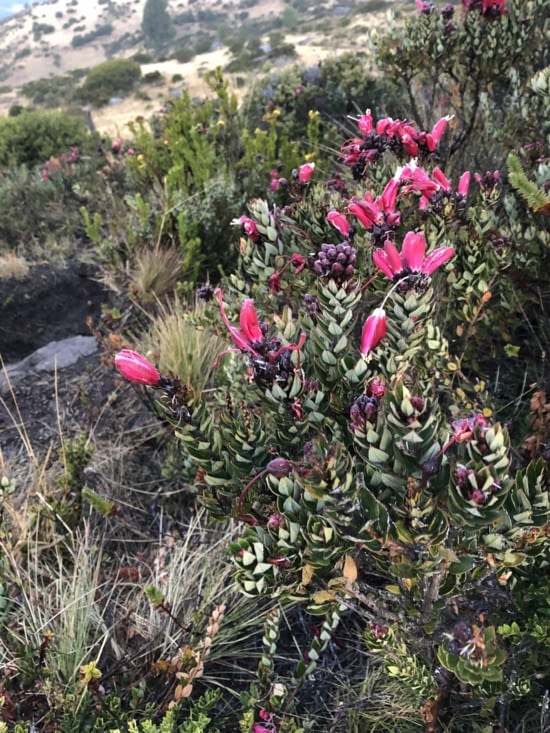 La végétation est superbe / The plants are surprising