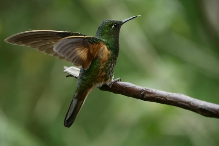 Colibri / Hummingbird