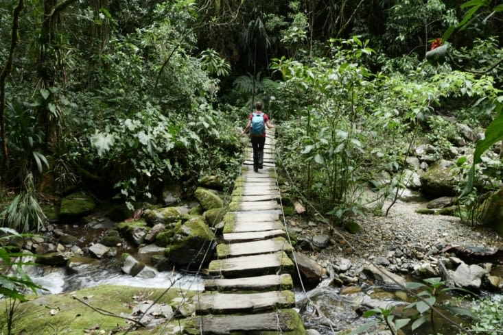 Dans la jungle / In the jungle