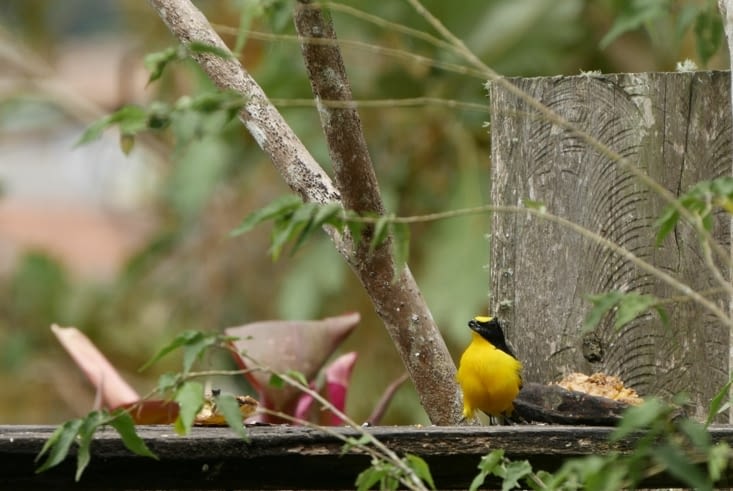 Eufonia Gorguiamarilla