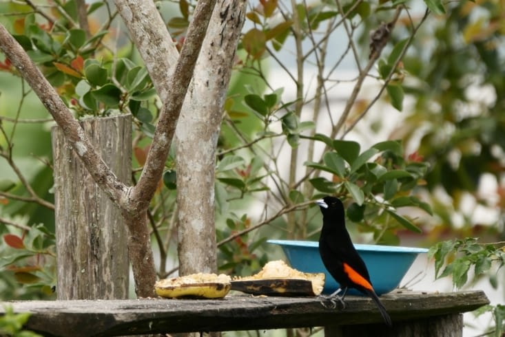 Sangretoro lomo de fuego