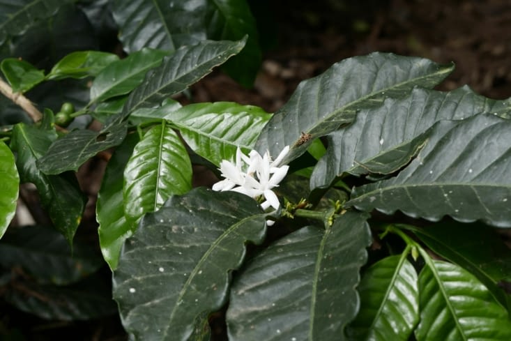Fleur de café / Coffee flower
