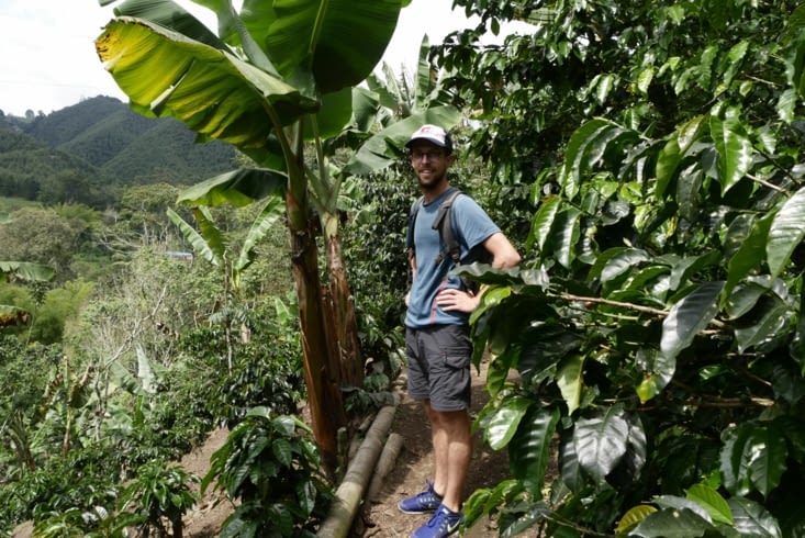 Plantation de café / Coffee plantation