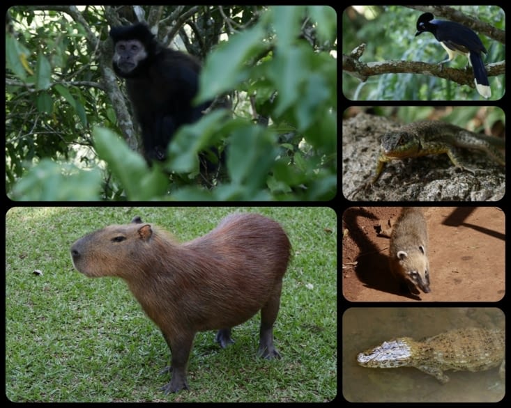 Les belles petites bêtes (ou moins petites) qu’on a rencontrées / The cute beasts we saw