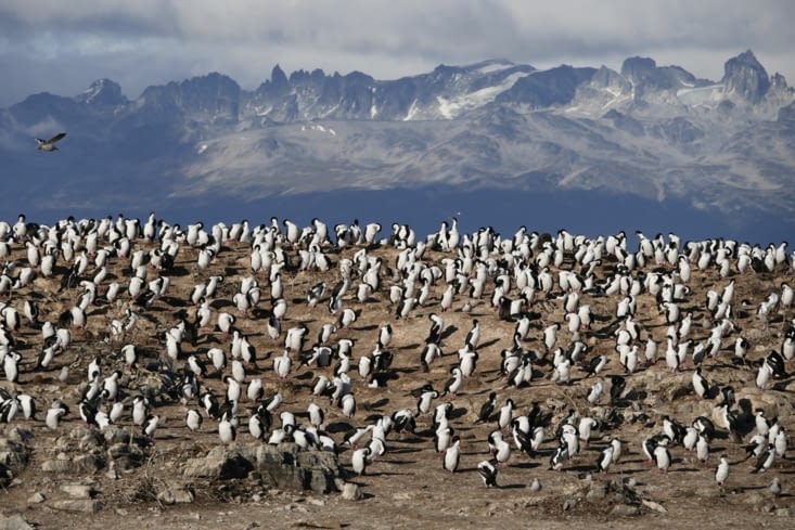 Canal Beagle / Beagle channel
