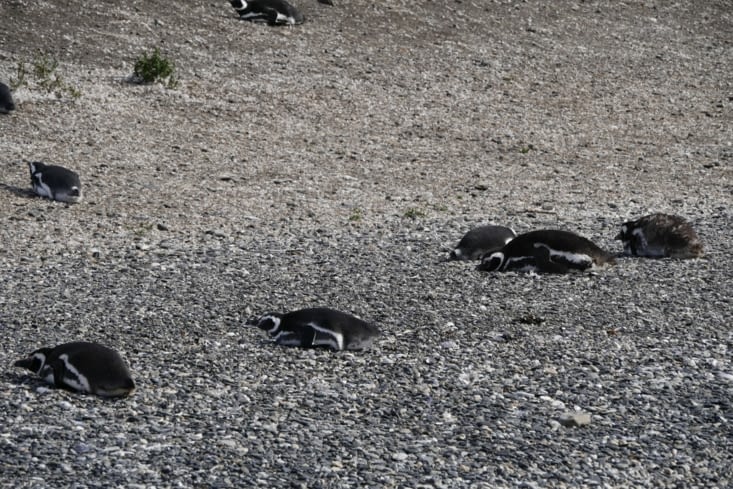 Canal Beagle / Beagle channel