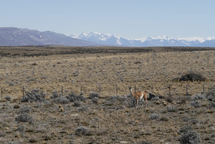 Guanaco