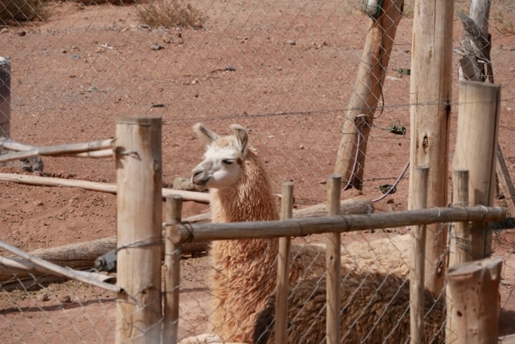 Lama