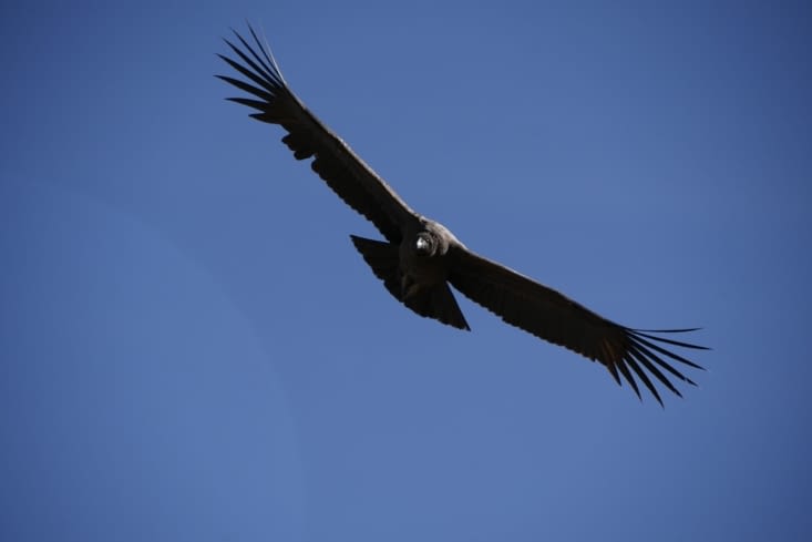 Condor