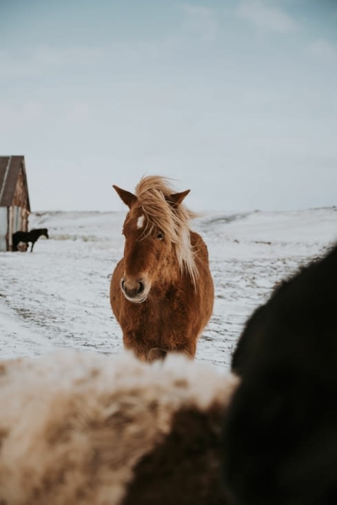 Entre Selfoss et Þingvellir