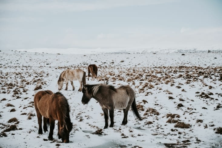 Pour l'instant tout va bien... ils sont mignons vu d'ici...