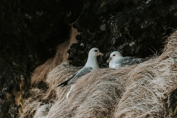 Mouettes tridactyles au bord de la grotte de Loftsalahellir