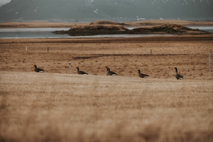 Oie cendrée sauvage