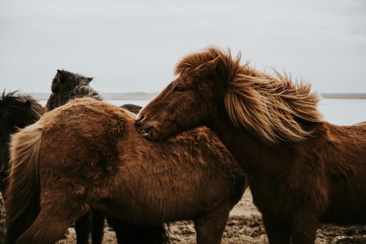 Chevaux Islandais