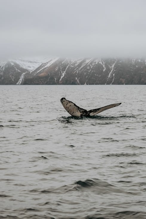 Baleine à bosse