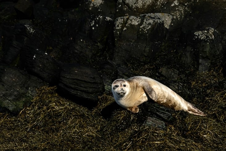 Phoque qui se prélasse