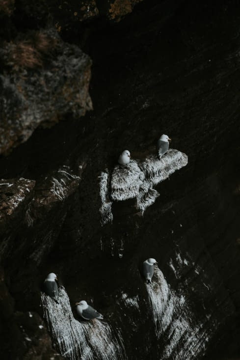 Observation des oiseaux