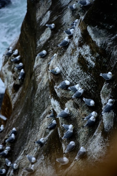Observation des oiseaux