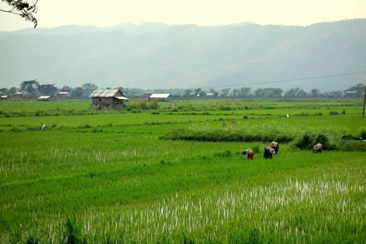 Rice harvest/Récolte du riz