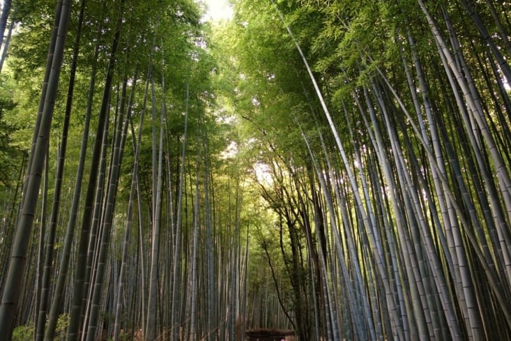 Bambouseraie / Bamboo forest