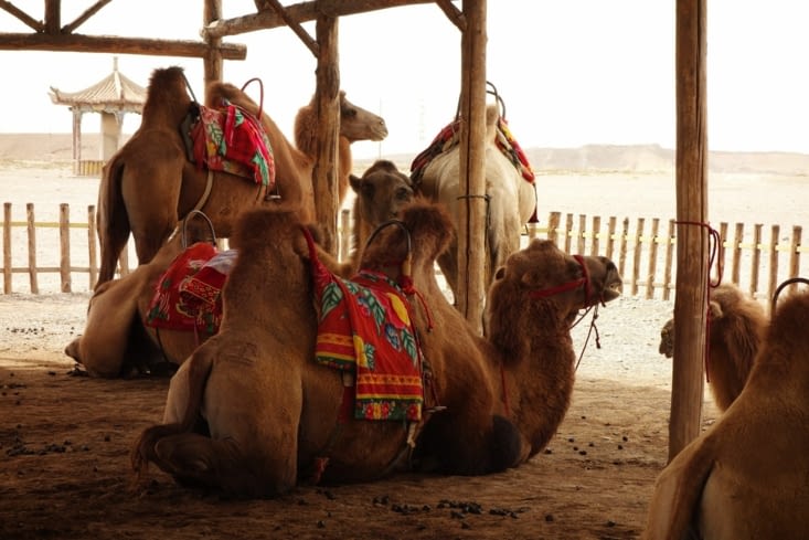 Chameaux / Camels