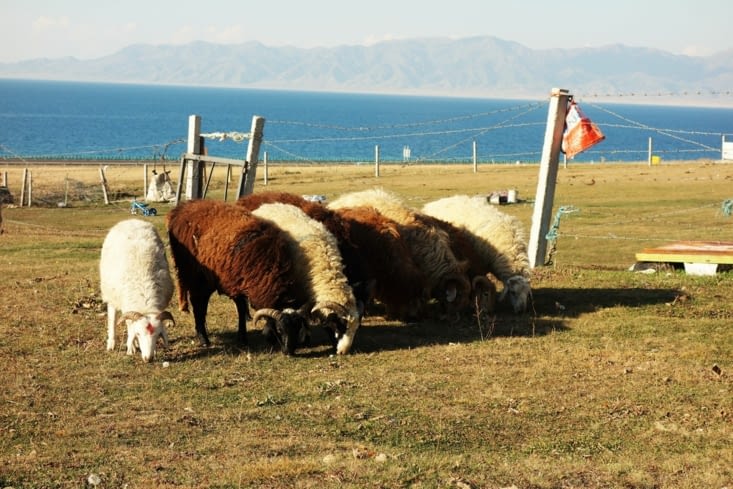 Troupeau de moutons / Sheep herd