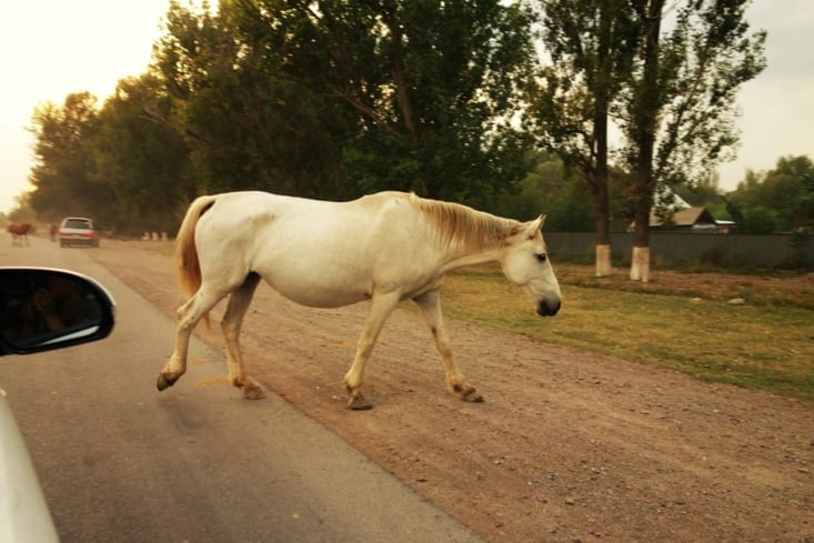 Attention chevaux / Be careful horse crossing !