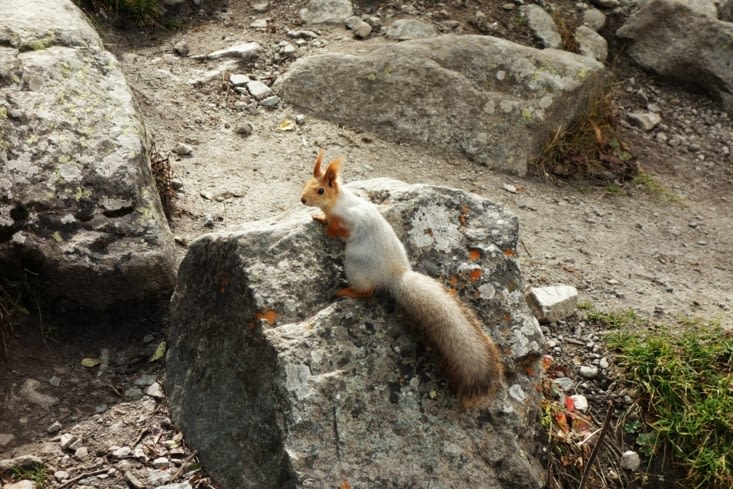 Ecureuil / Squirrel