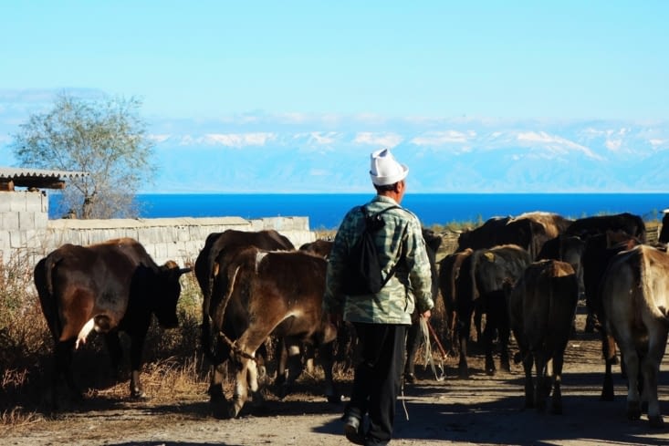 Les vaches vers les pâtures! / The cows toward the pastures!