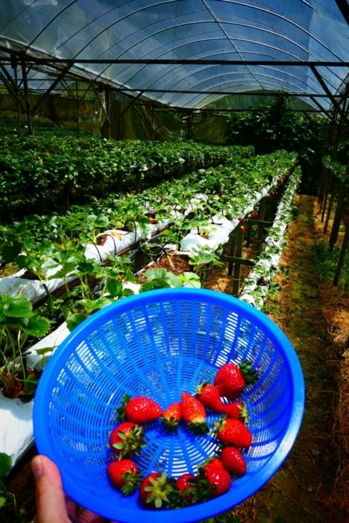 La récolte de fraises