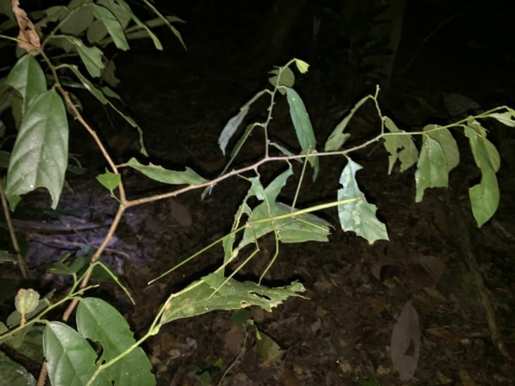 Night walk in the jungle : observation d'un grand phasme