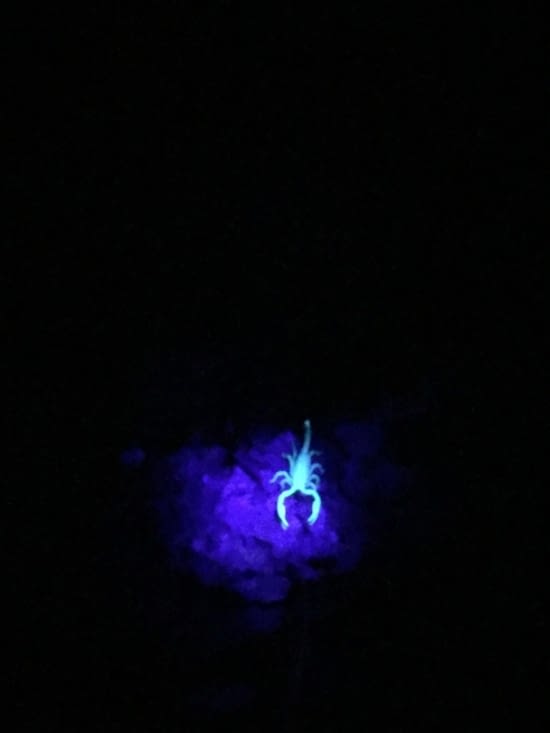 Scorpion avec la lampe à UV
