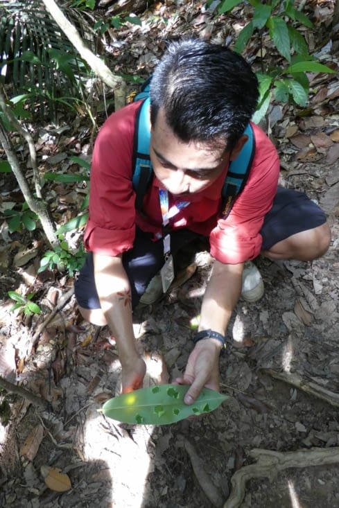 Notre guide qui nous montre la feuille qui éclate comme du pop corn quand on la chauffe