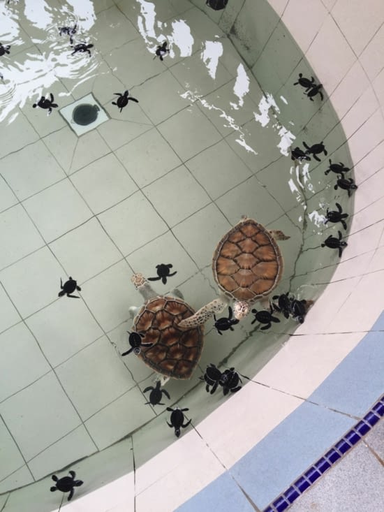 Les tortues grandissent puis elles sont relâchées dans la mer