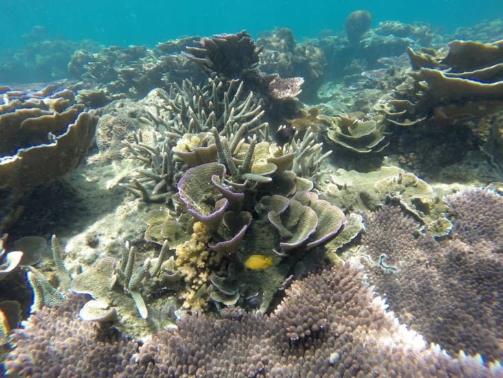 De très beaux coraux tapissent le fond de la mer