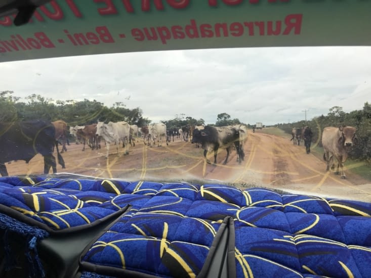Les vaches font parties des obstacles de la route
