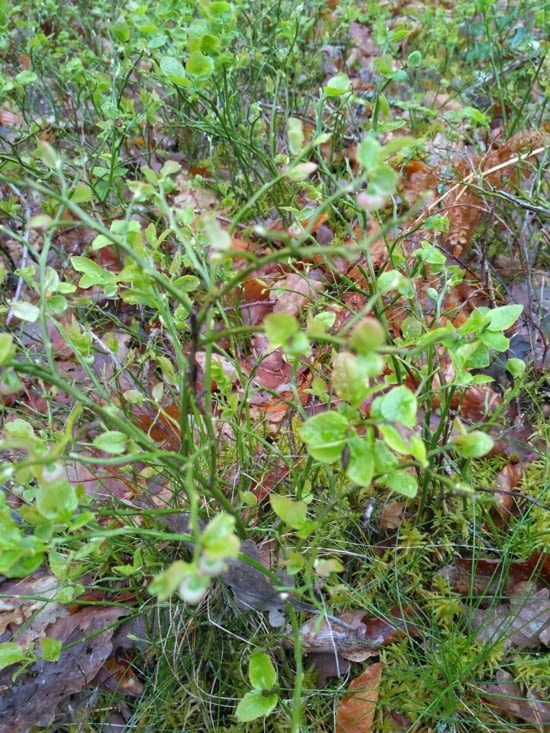 Après la jacinthe, les plants de myrtilles avec les petites myrtilles ?