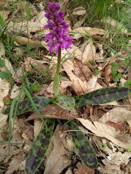Nous nous régalons de la végétation?
