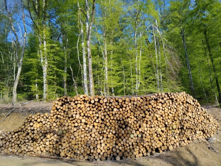 Dans le Morvan il y a beaucoup de bois (résineux et hêtres)