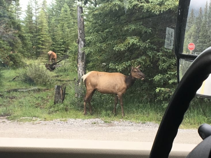 Elk