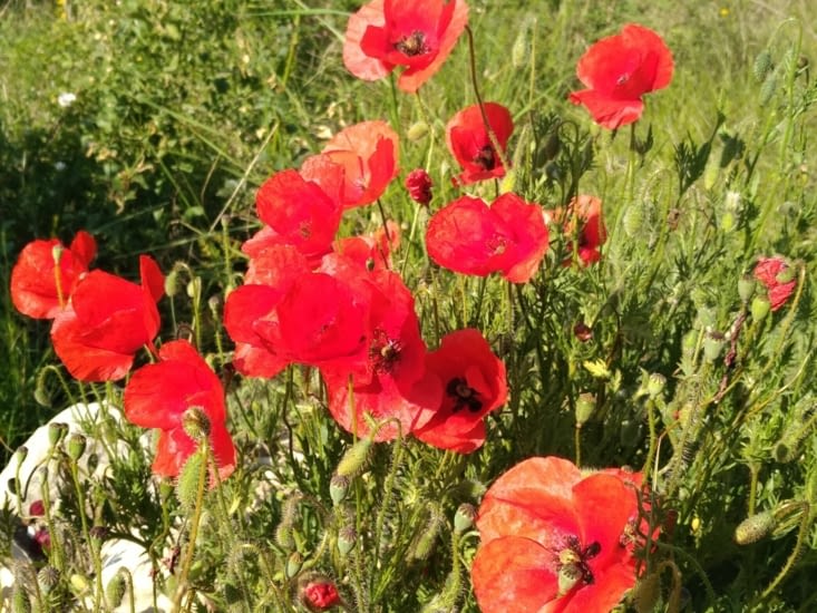 Un peu de poésie...