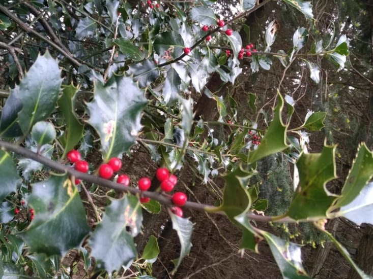 Le temps et le houx sont suspendus