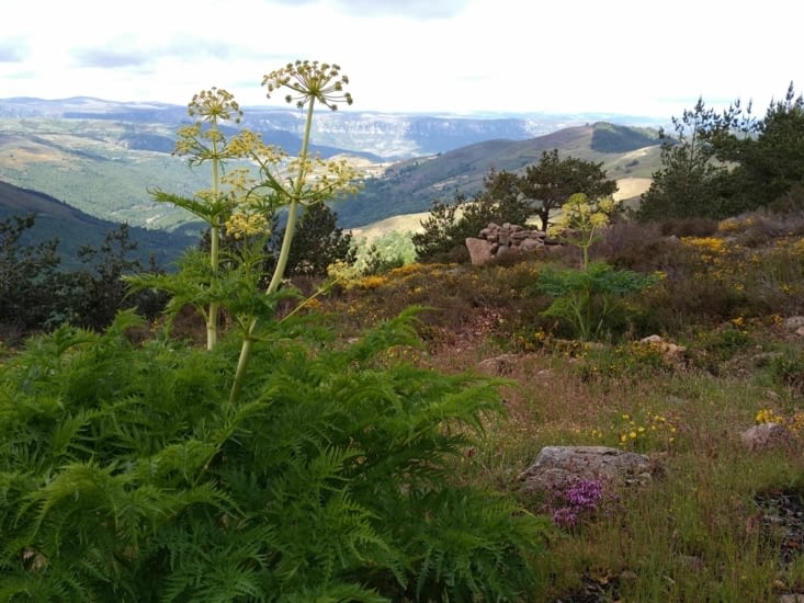 mais qu'elle est cette ombellifère superbe ?