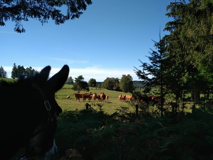 Elles me narguent ces bêtes à cornes