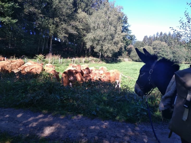 Curieux les veaux, ils n'ont jamais vu passer un âne !