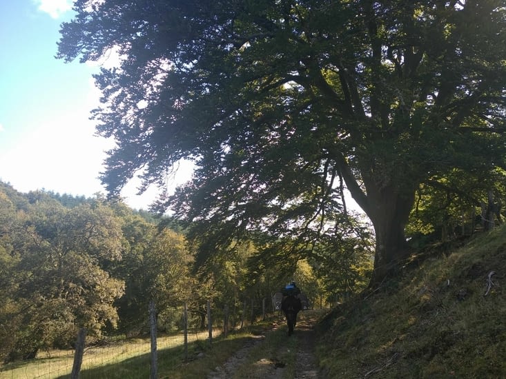 Charmants ces vieux sentiers