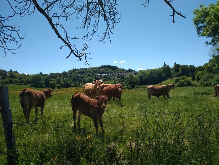 Nos copains les veaux