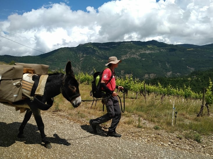 Même ici il y a des vignes pour de la bonne Clairette